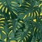 Tropical jungles background. Seamless pattern with green monstera leaves