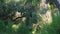 Tropical jungles with green palm trees and wild vegetation in southern Florida. Dense rainforest ecosystem