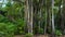 Tropical jungles at the island in Maldives. Manadhoo capiltal of Noonu atoll