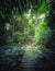 Tropical jungles with pathway in Borneo, Asia