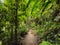 Tropical jungles of Southeast Asia. Fallen tree trunk in the middle of rainforest hiking trail. Lush foliage jungle tunnel