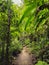 Tropical jungles of Southeast Asia. Fallen tree trunk in the middle of rainforest hiking trail. Lush foliage jungle tunnel