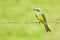 Tropical Kingbird