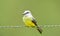 Tropical Kingbird Tyrannus melancholicus