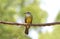 Tropical Kingbird Tyrannus melancholicus