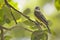 Tropical Kingbird, Tyrannus melancholicus, perched on branch