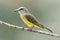 Tropical Kingbird Tyrannus melancholicus perched on a branch -