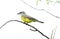 Tropical Kingbird Tyrannus melancholicus perched o a treee bra