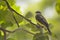 Tropical Kingbird, Tyrannus melancholicus, perched in tree