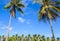 Tropical landscape with blue sky and coco palm trees. Exotic place view through palm tree silhouettes