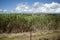 Tropical landscape country road with wild sugar cane plants