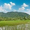 Tropical landscape green rice filed blue cloudy sky