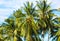 Tropical landscape with palm tree and cloudy sky. Coconut palms garden.