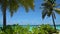 Tropical landscape with palm trees and bushes at the island in Maldives. Sunny. Ocean. Sand. Footage. Chill