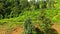 Tropical landscape with Tea estate among the mountains. Tea plantations.