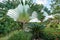 Tropical landscape with Traveller`s tree Ravenala madagascariensis, sago palm Cycas revoluta, ixora bushes and a pond in the