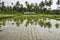 Tropical landscape of wet rice field in Ubud on Bali