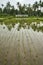 Tropical landscape of wet rice field in Ubud on Bali