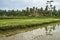 Tropical landscape of wet rice fields in Ubud on Bali