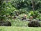 Tropical Landscaping Garden Pond With Flamingos