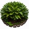 Tropical landscaping garden shrub with various types of green leaves plants, bush of lush foliage plant (Homalomena,