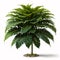 Tropical landscaping garden shrub with various types of green leaves plants, bush of lush foliage plant (Homalomena,