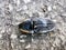 Tropical large black beetle insect on the ground in Mexico
