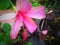 Tropical large pink flower with balancing butterfly