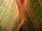 Tropical leaf close-up #1