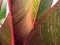 Tropical leaf close-up #3