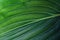 Tropical leaf close up. Ecological organic simple background
