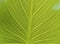 Tropical leaf close up image, in the style of light green and light gold, layered lines