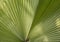 Tropical leaf fan