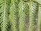 Tropical leaf green fern closeup