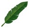 Tropical leaf icon. Exotic plumeria tree foliage