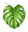 Tropical leaf of monstera.