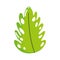 Tropical leaf monstera foliage cartoon isolated design icon
