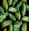 Tropical leaf pattern