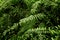 Tropical leaf texture, foliage nature green background