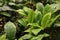 Tropical leaf texture, foliage nature green background