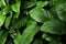 Tropical leaf texture, foliage nature green background