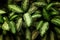 Tropical leaf texture, foliage nature green background