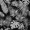 Tropical leafs background. Gray tropical leaves.