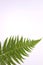 Tropical leave fern on white background isolated with copy space for your own text just for an invitation or greetingscard