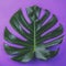 Tropical leave Monstera on purple background. Flat lay, top view