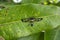 Tropical leaves from around the world showing leaf structure and designs