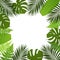 Tropical leaves background. Frame with palm,fern,monstera and banana leaves.