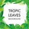 Tropical Leaves background, isolate vector. Abstract Illustration with differrent foliage and place for your text.