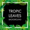 Tropical Leaves background, isolate vector. Abstract Illustration with differrent foliage and place for your text