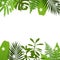 Tropical leaves background with palm,fern,monstera,acacia and banana leaves.